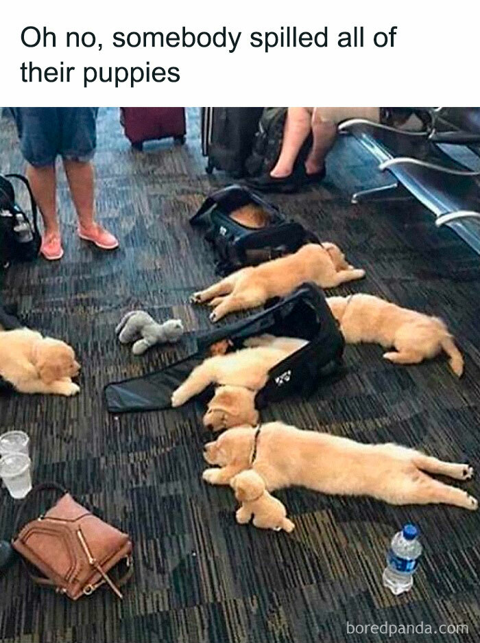 Four golden retriever puppies lying on the floor near bags and people’s feet, showcasing funny dog memes relatability.
