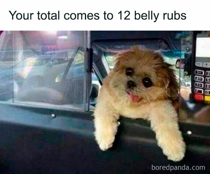 Cute fluffy dog leaning out of a car window with text about belly rubs, a funny dog meme relatable to pet lovers.