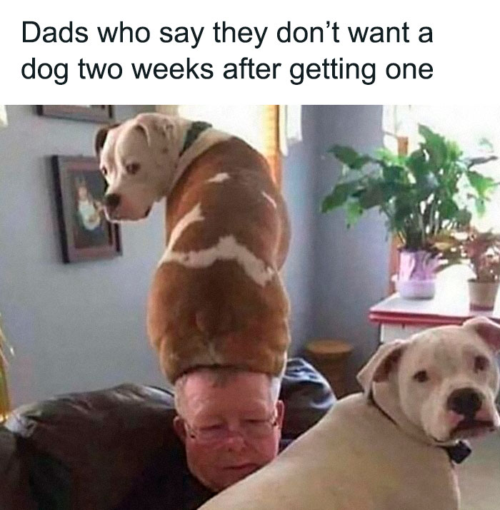 Man sitting on couch with two dogs, one standing on his head, illustrating funny dog memes about relatable dog owner moments.