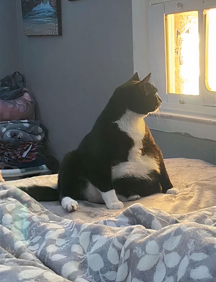 Overweight black and white cat sitting on a bed looking out a sunlit window in a cozy room. Overweight black and white cat sitting on a bed looking out a sunlit window in a cozy room.