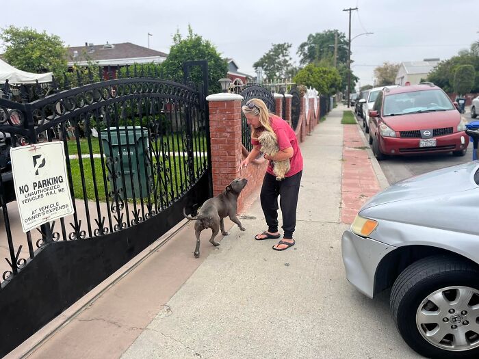 A woman rescues two loyal stray pups that stay glued together on a neighborhood sidewalk near a black iron gate. A woman rescues two loyal stray pups that stay glued together on a neighborhood sidewalk near a black iron gate.