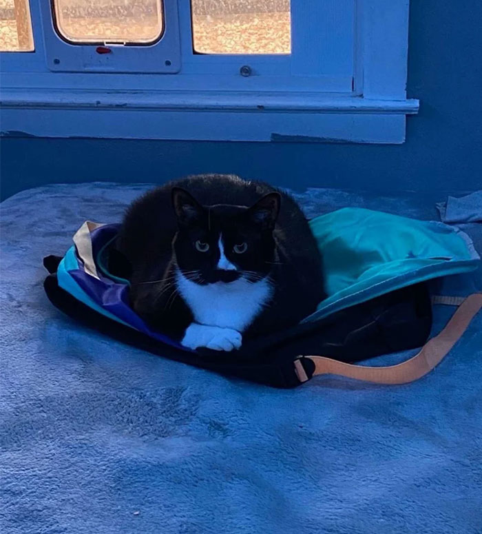 Overweight black and white cat resting on a backpack on a bed in a softly lit room. Overweight black and white cat resting on a backpack on a bed in a softly lit room.