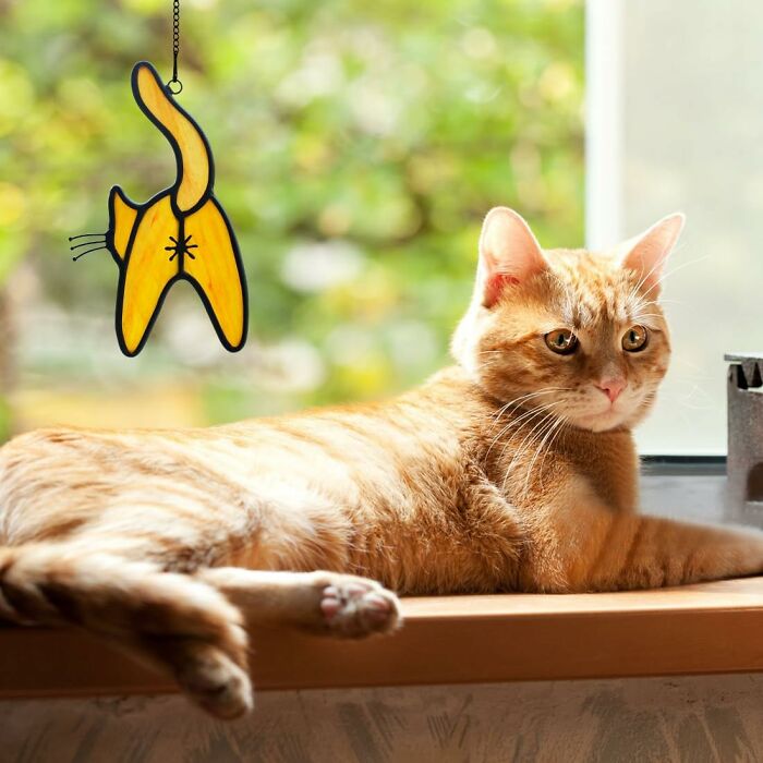 Orange tabby cat relaxing on a windowsill next to a weird hanging decoration, one of the weirdest Amazon picks. Orange tabby cat relaxing on a windowsill next to a weird hanging decoration, one of the weirdest Amazon picks.
