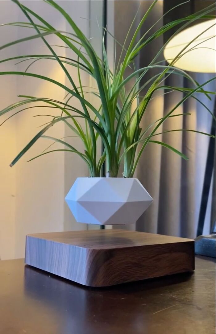 Levitating plant decor with modern geometric pot and wooden base adding fun to home design.