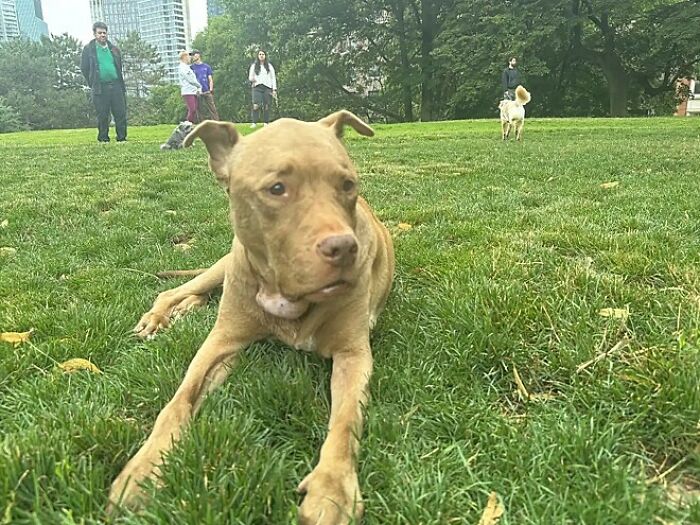 After Losing Her Home And Getting A Terminal Diagnosis, This Dog Found Comfort In A Familiar Place