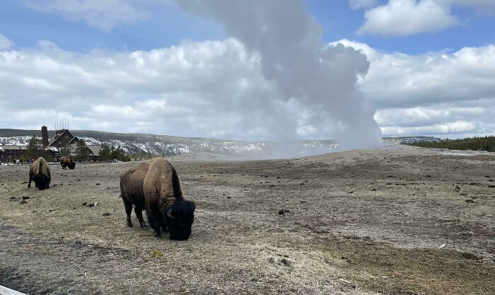 Bison grazing calmly in a Yellowstone field near a geothermal geyser, looking suspiciously unbothered by the surroundings.