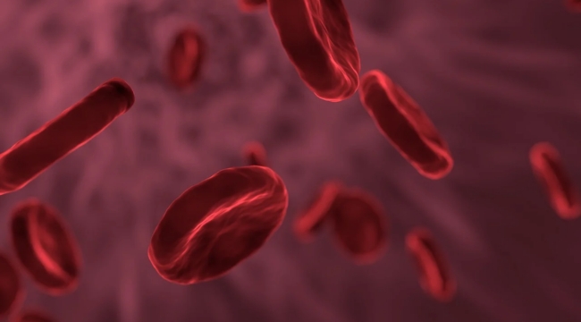 Red blood cells flowing through a blood vessel illustrating the main function of oxygen transport in general science.