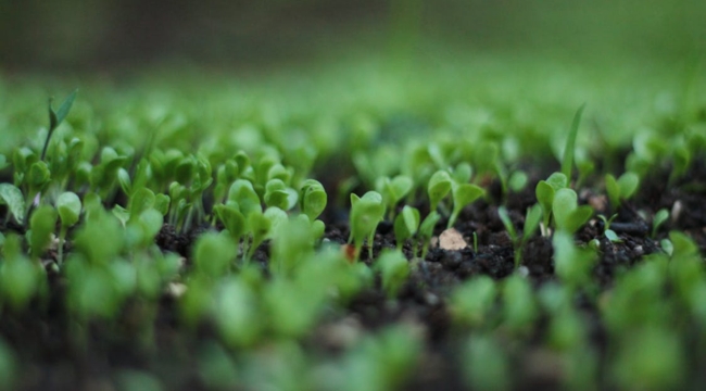 Close-up of young plant seedlings growing in soil illustrating the part of the plant that absorbs water and minerals.