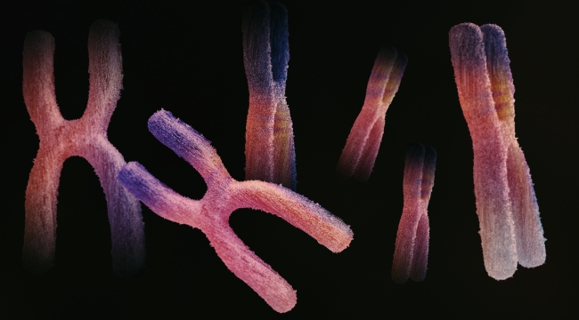 Close-up image of human chromosomes under a microscope, illustrating general science knowledge about chromosome count.