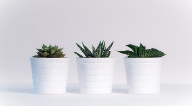 Three small succulent plants in white pots symbolizing an organism that makes its own food in science.