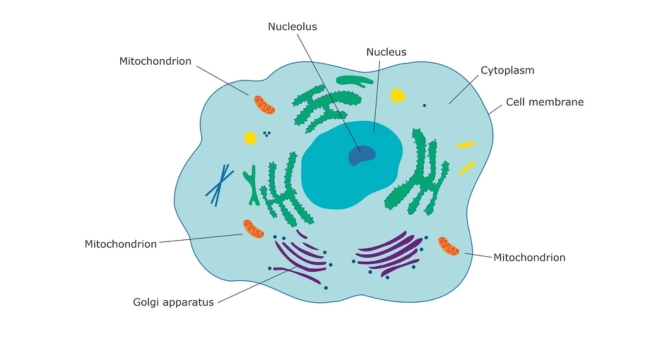 Diagram of a cell showing organelles like nucleus, mitochondrion, nucleolus, cytoplasm, and Golgi apparatus labeled.