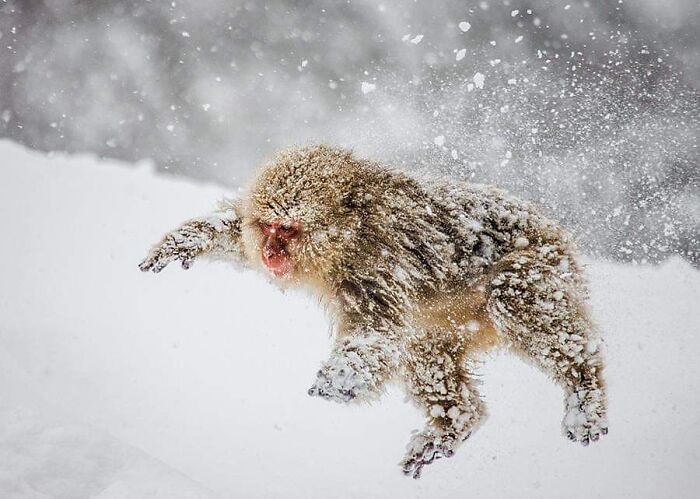 Wildlife photographer captures a stunning shot of a snow-covered monkey leaping in nature during a snowy scene.