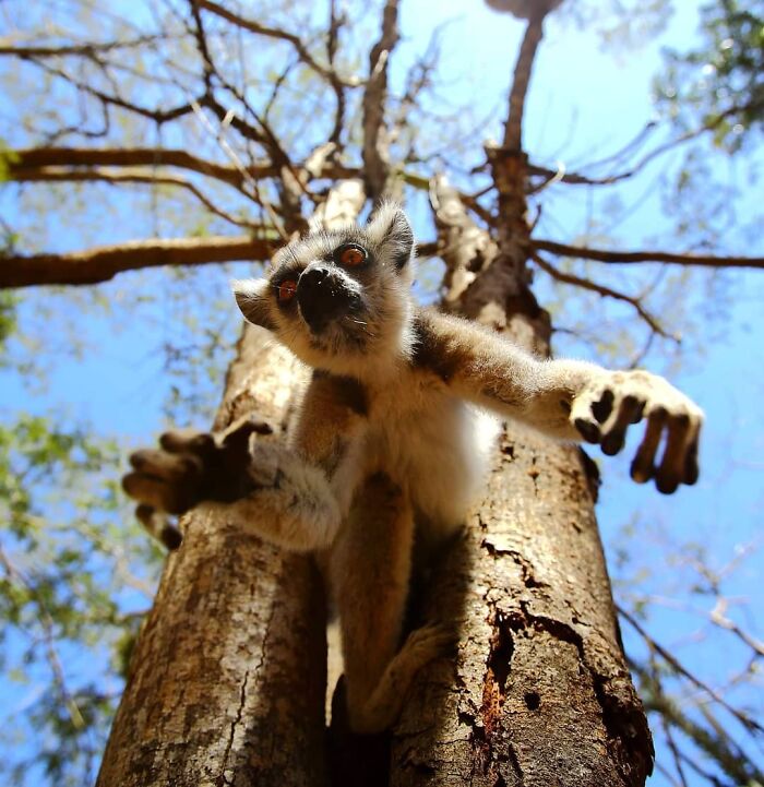 Wildlife photographer captures a close-up shot of a lemur climbing a tree in a sunlit natural forest setting.