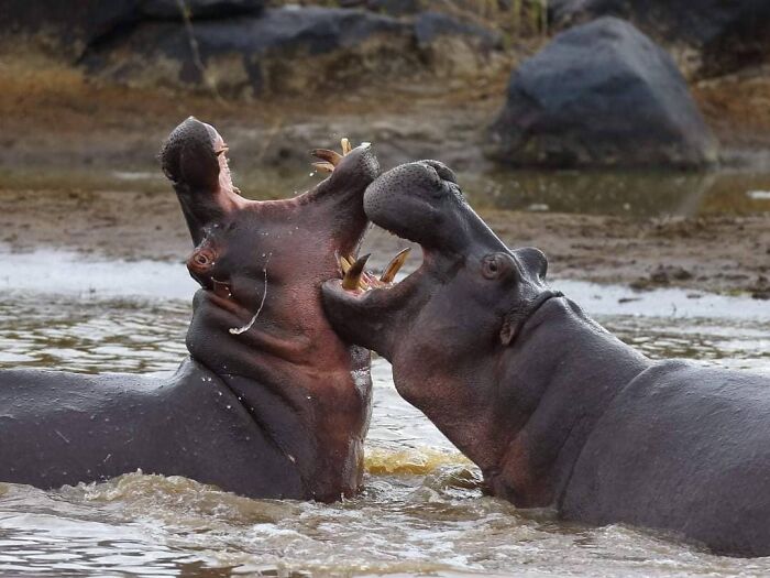 Two hippos in water with mouths open, captured in a stunning wildlife photographer nature shot.