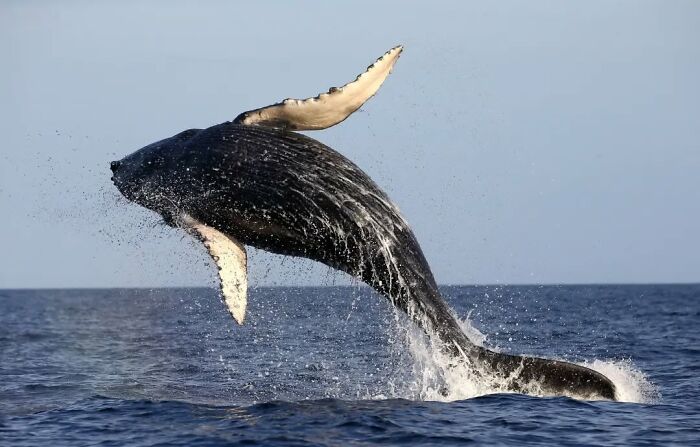 Humpback whale breaching the ocean surface, showcasing stunning wildlife photography capturing nature's beauty worldwide.