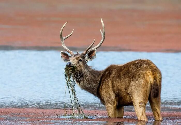 Wildlife photographer captures stunning nature shot of a deer standing in water with plants hanging from its mouth.