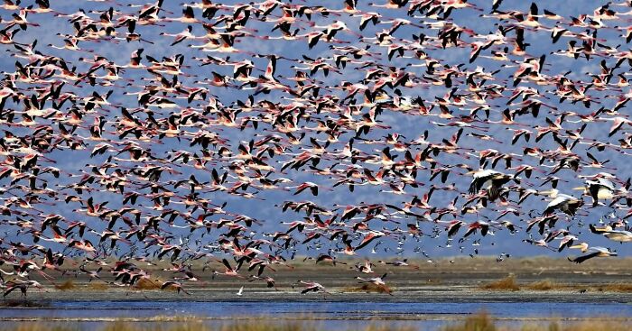 A large flock of flamingos in flight over a wetland captured by a wildlife photographer showcasing stunning nature shots.