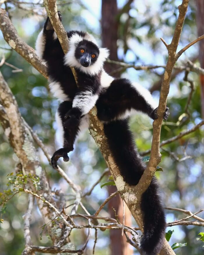 Black and white ruffed lemur clinging to a tree branch in a natural wildlife setting, captured by a wildlife photographer.