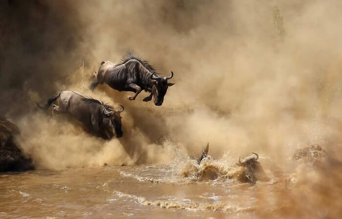 Wildlife photographer captures stunning shots of nature showing wildebeests leaping into muddy river during migration.