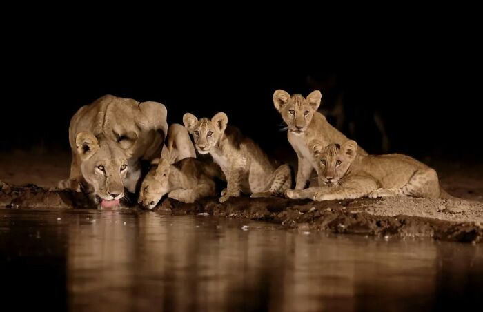 Lioness and cubs drinking water at night captured in a stunning wildlife photographer's nature shot from around the world.