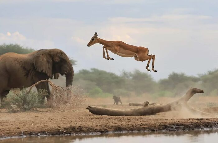 Wildlife photographer captures a leaping gazelle near an elephant in a dusty African nature landscape.