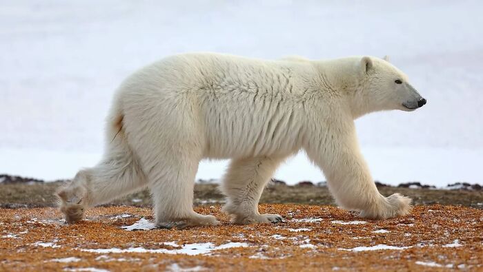 Polar bear walking on autumn tundra landscape, showcasing stunning wildlife photography and nature in the wild.
