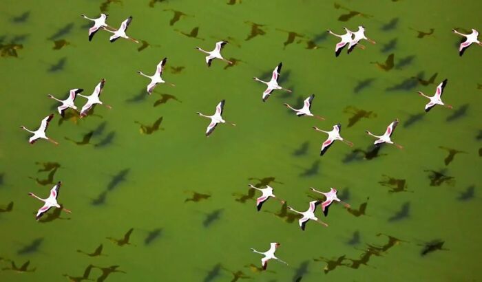Aerial view of a flock of white birds flying over green water, showcasing stunning wildlife photography in nature.