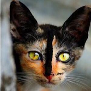 lindaferguson avatar