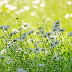 ngothikimkhoa avatar