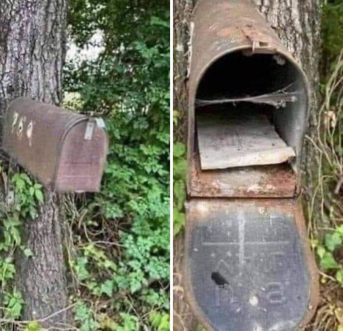 Old rusty mailbox attached to a tree with hidden compartments, one containing a secret stash discovered by confused people.