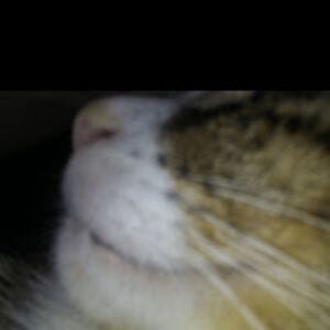 jenniferschaake avatar