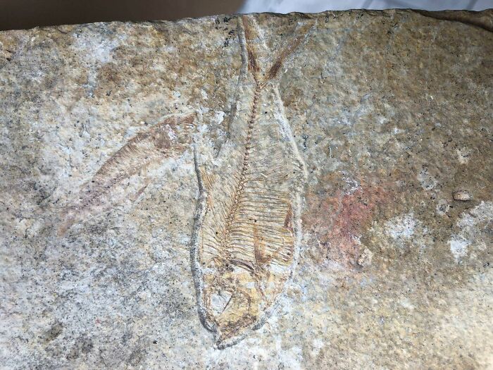 Fossil embedded in stone slab found under old floor boards showing detailed fish skeleton remains.