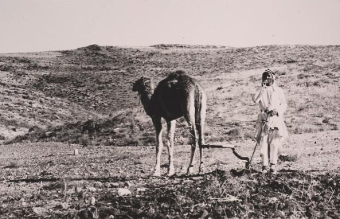 Man plowing a field with a camel in a rural landscape, showcasing daily life across the globe in the 50s.