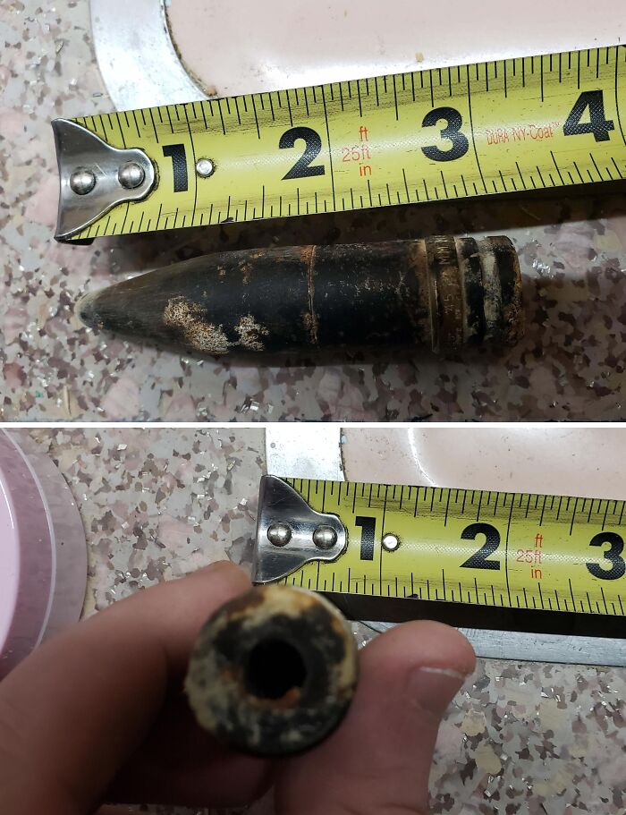 Close-up of a small fossil under floor boards next to a measuring tape showing its size in inches.