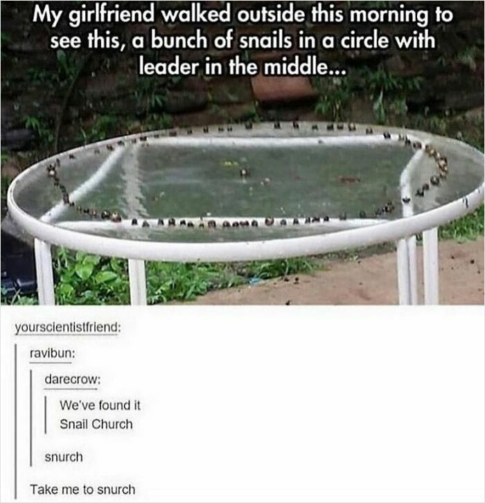 Snails arranged in a circle on a glass table with a leader in the middle, showcasing weird and unhinged humor.