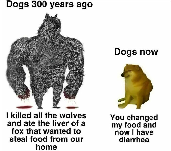 Comparison meme showing dogs 300 years ago as fierce hunters versus modern dogs with food issues, highlighting entertaining history lessons.
