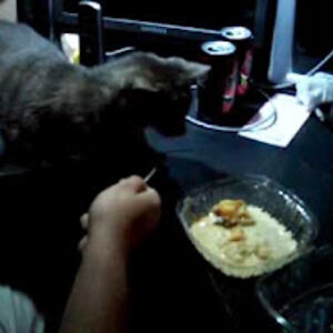 necrochildk_1 avatar