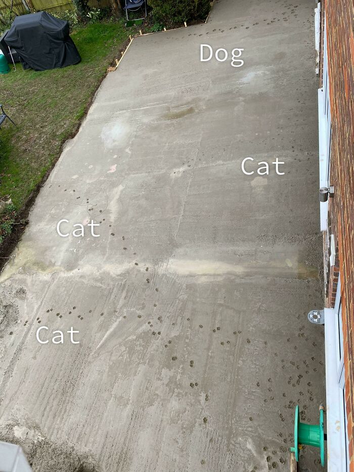 Dog and cat chaotic pets leaving muddy paw prints on fresh concrete, showing their mischievous behavior outdoors.