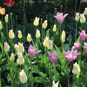 tiwaporngreen avatar