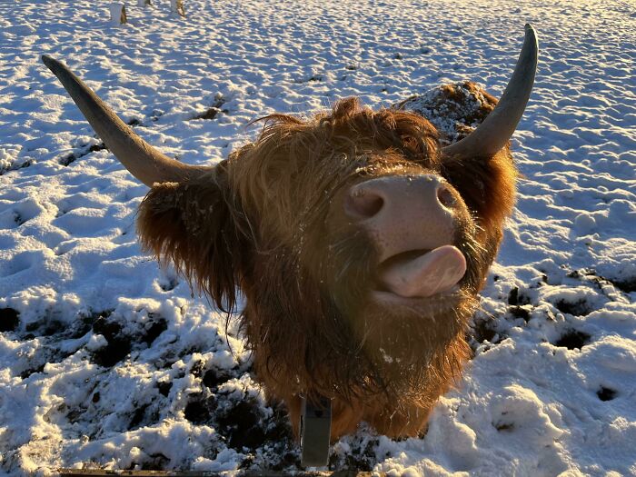 Unphotogenic animal sticking out tongue in snowy field, capturing a hilariously awkward moment for funny animal pics.