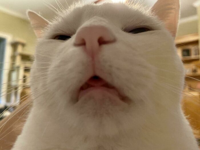 Close-up of a white cat making a funny face, one of the unphotogenic animal pics to brighten your day.