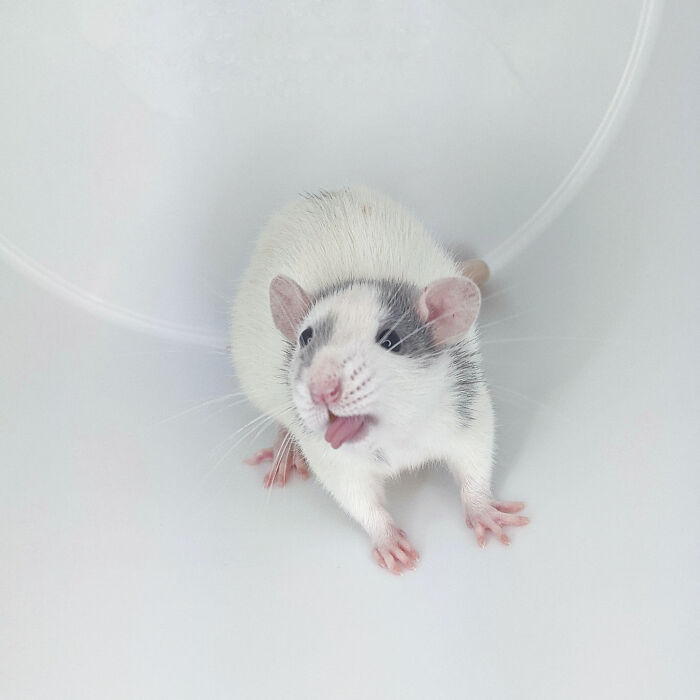 White and gray rat making a funny face inside a white container in a hilariously unphotogenic animal pic.