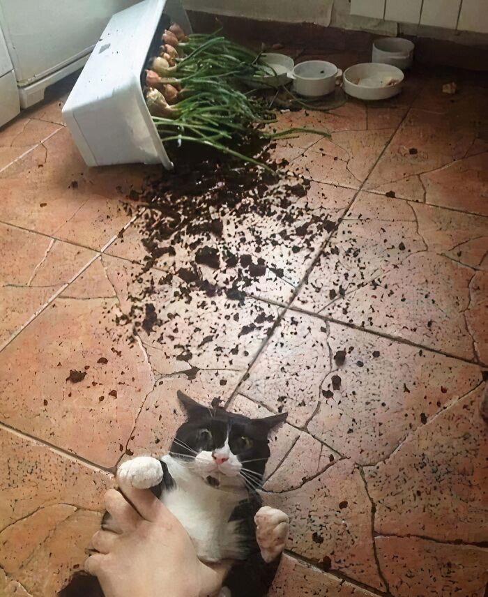 Black and white cat with wide eyes on tiled floor next to a spilled plant and scattered dirt in a cursed image scene.