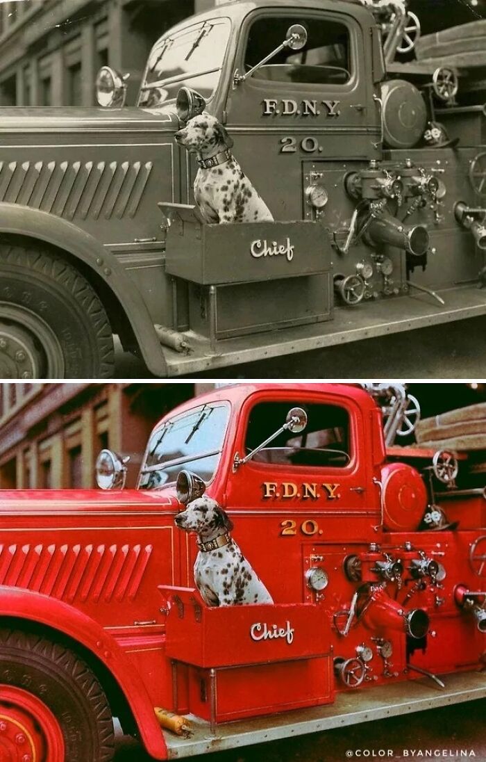 Historic photo of a Dalmatian riding in an FDNY fire truck, showing colorized historical pictures perspective.