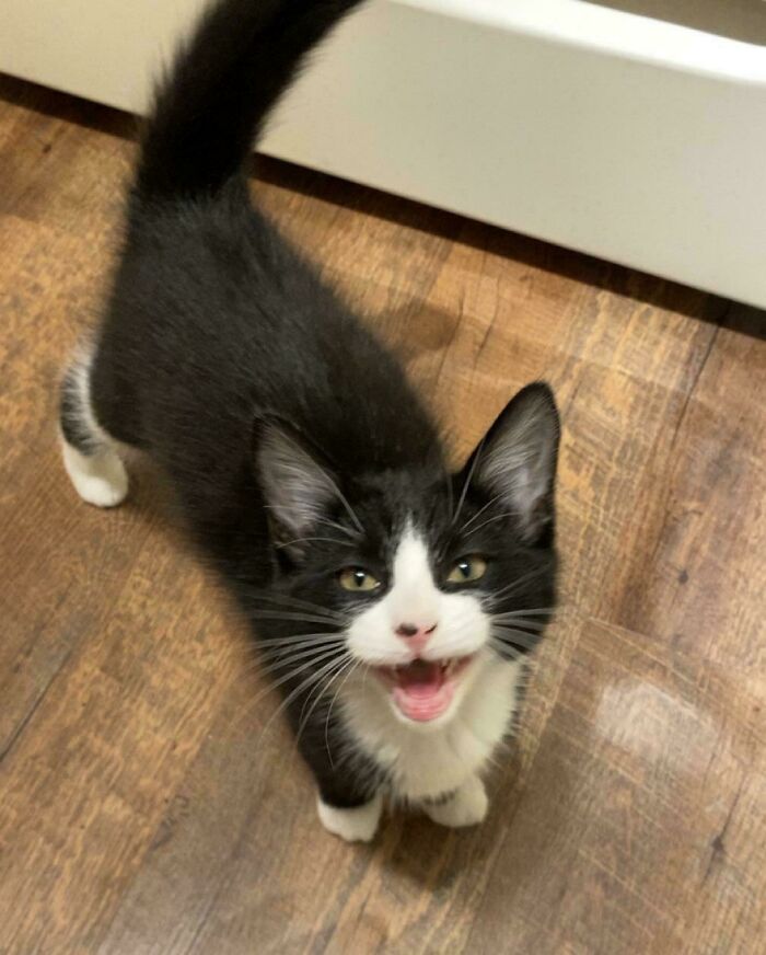 Black and white kitten meowing on a wooden floor, showing a lively and vocal cat expressing itself.