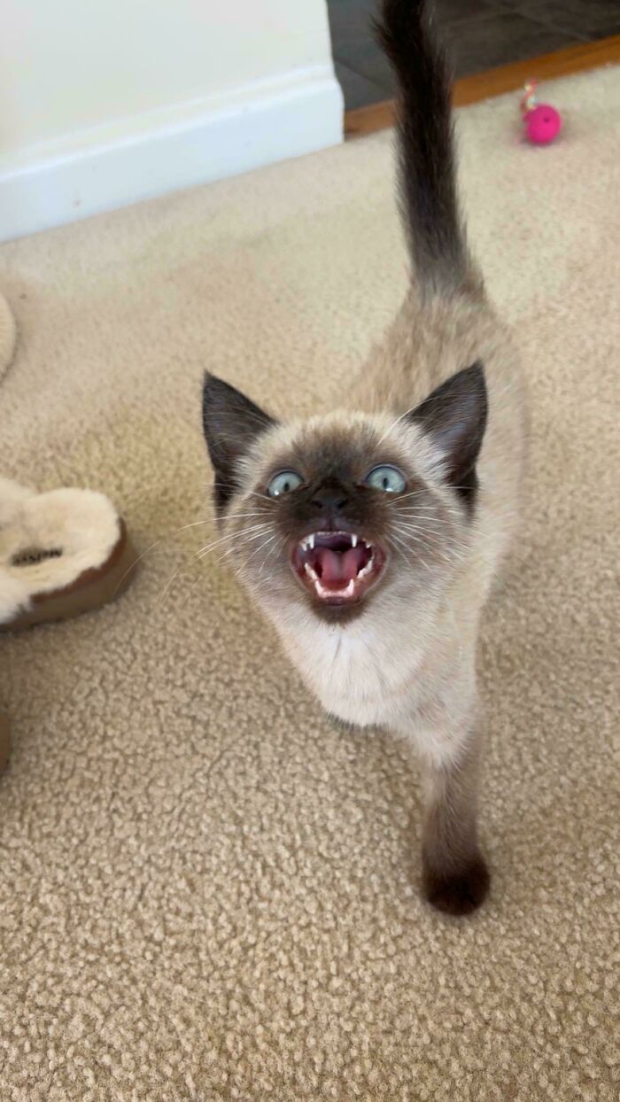 Siamese kitten with blue eyes loudly meowing on a beige carpet near a pink toy and slippers indoors.