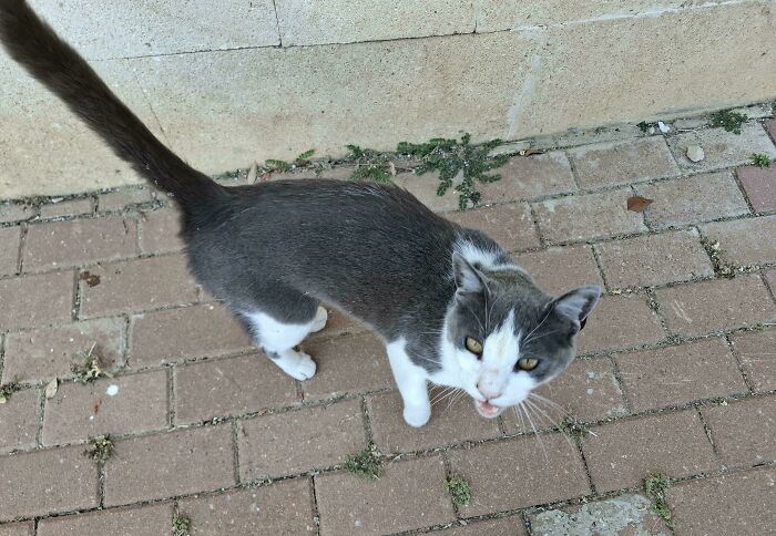 Gray and white cat walking on brick pavement with mouth open, appearing to meow or vocalize outdoors.