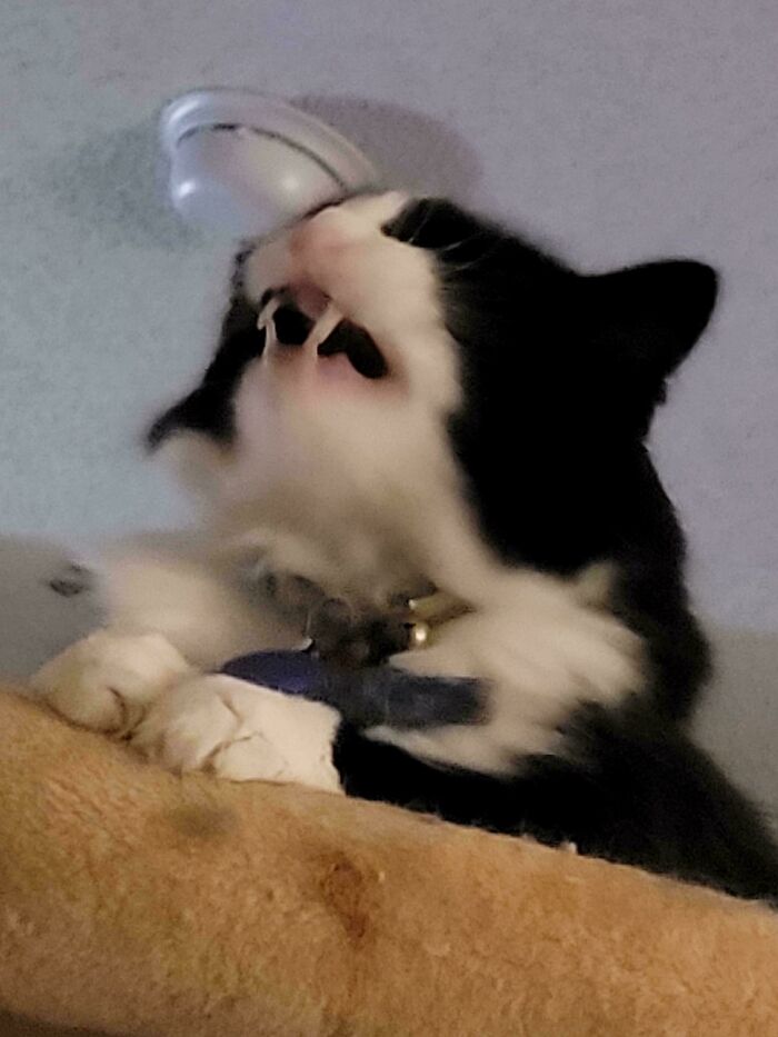 Black and white cat mid-meow on a perch, showing its open mouth and paws in a candid cat scream moment.