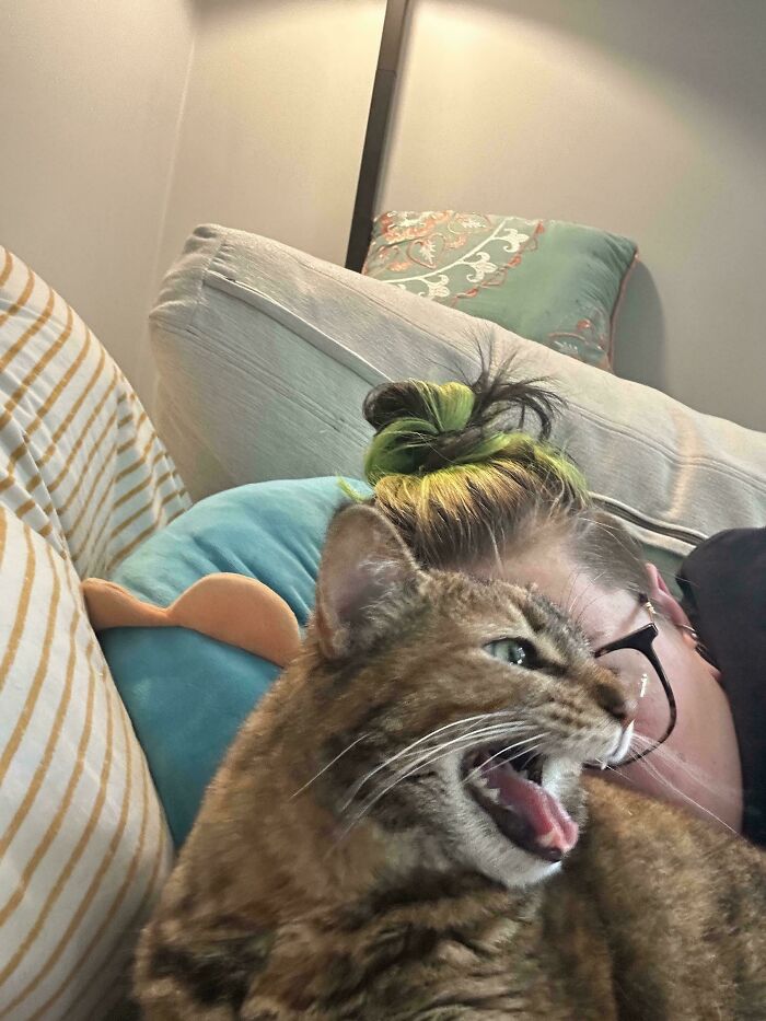 Tabby cat mid-meow close to person with glasses and green-highlighted hair on a cozy couch in a home setting.