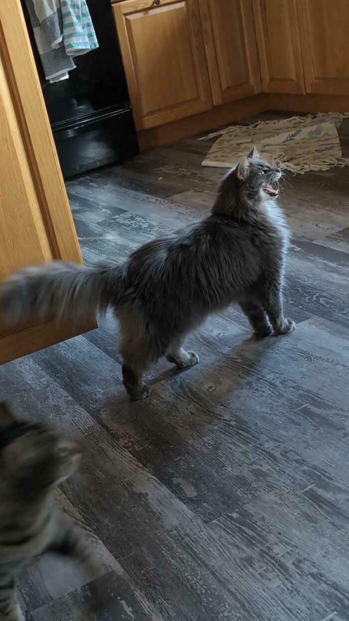 Fluffy gray cat standing on kitchen floor with mouth open as if meowing, another cat blurred nearby.